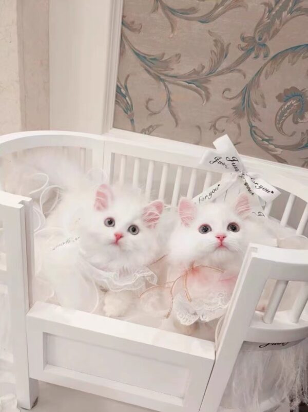 Whisker's Dreamland Bed