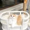 Whisker's Dreamland Bed