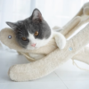 Sunny Siesta Cat Hammock